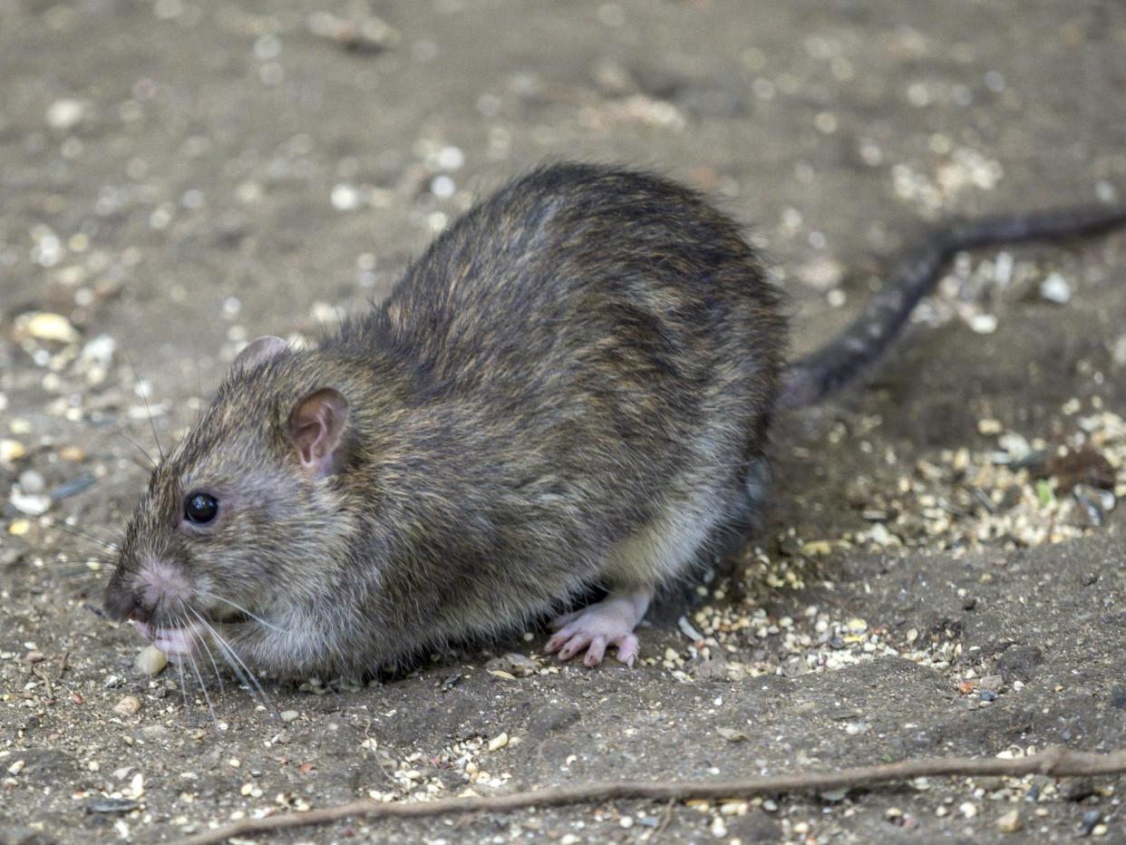 Commonly found living in high densities in New York city, brown rats originate from northeast China: Getty Images/iStockphoto