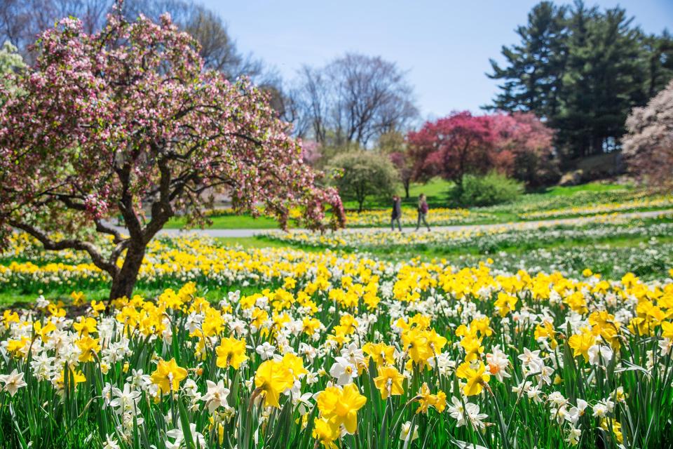 Daffodil Hill at the New York Botanical Garden.