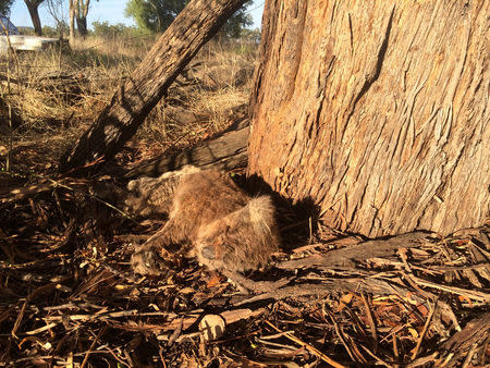A dead koala lays alongside a tree in Gunnedah, Australia, March 12, 2017. Picture taken March 12, 2017. REUTERS/Stefica Bikes