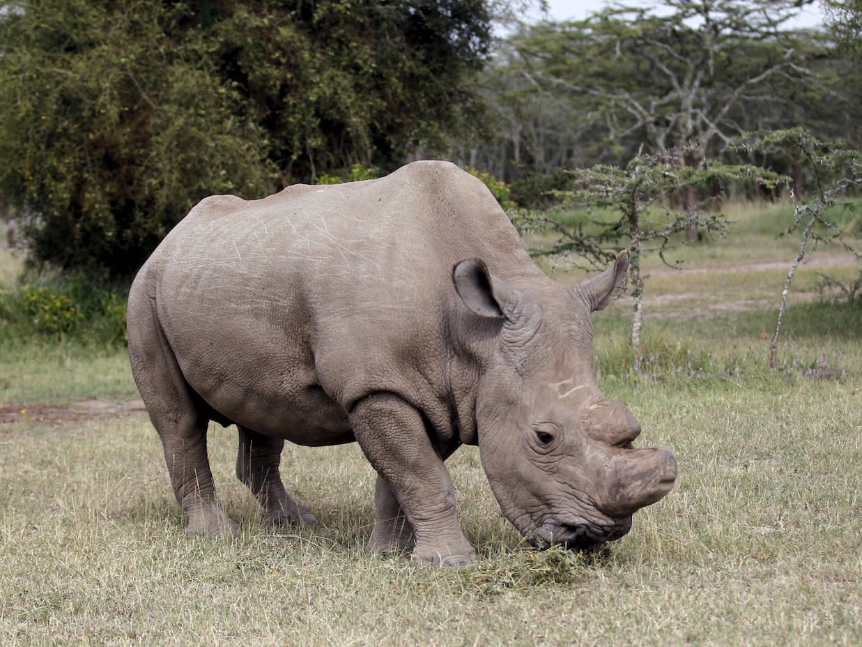 sudan northern white rhino