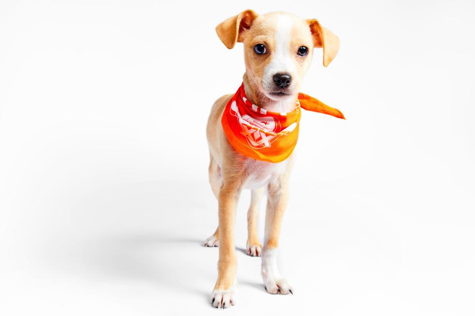 Bark Purdy will participate for Team Ruff during Puppy Bowl XX, which will air on Feb. 11.