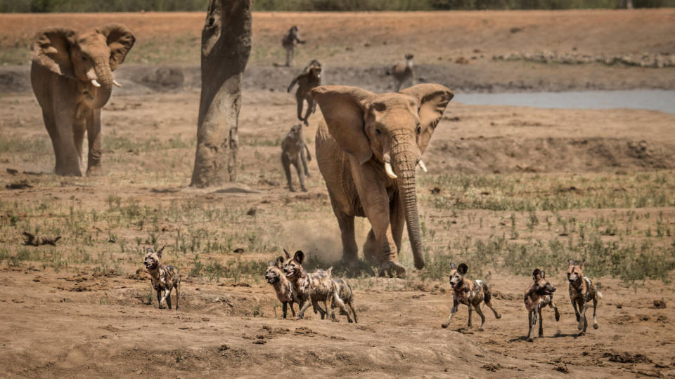 Photographer Kevin Dooley captured these stunning images of an elephant chasing off wild dogs to protect the herd at South Africa’s Madikwe Game Reserve.