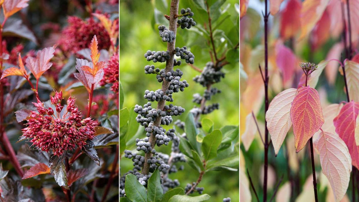  fall shrubs 