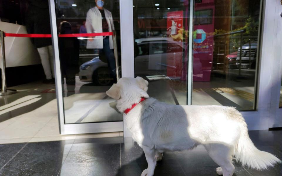 Devoted dog Boncuk looks for his owner, Cemal Senturk, at the entrance of a medical care facility in the Black Sea city of Trabzon, Turkey