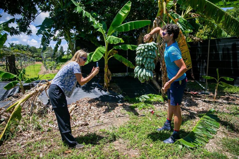 Rane Roatta, de 29 años, y Edelle Schlegel, de 25, fundadores de Miami Fruit, graban un video de plátanos blue java en su granja de Homestead.