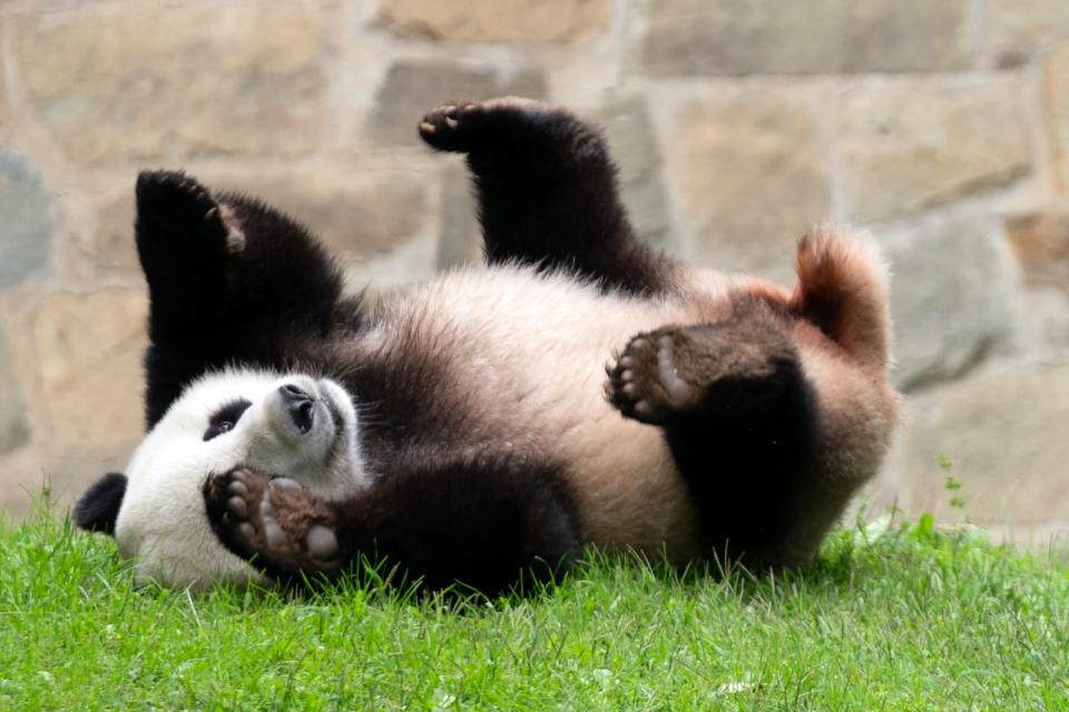 華府史密森尼國家動物園8日已將大貓熊「小奇蹟」送回中國。習近平在晚宴中則表示要送更多大貓熊赴美。美聯社