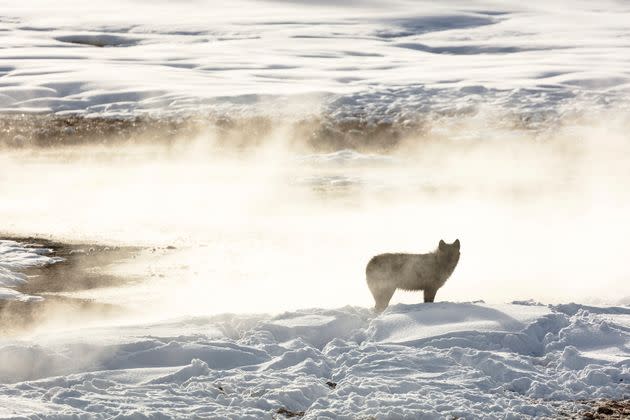 A wolf from the Wapiti Lake pack is silhouetted against a hot spring in Yellowstone National Park in 2018. Conservation and wildlife advocacy groups are asking the U.S. Fish and Wildlife Service to put gray wolves back on the list as threatened or endangered. (Photo: Jacob W. Frank/National Park Service via The Associated Press)