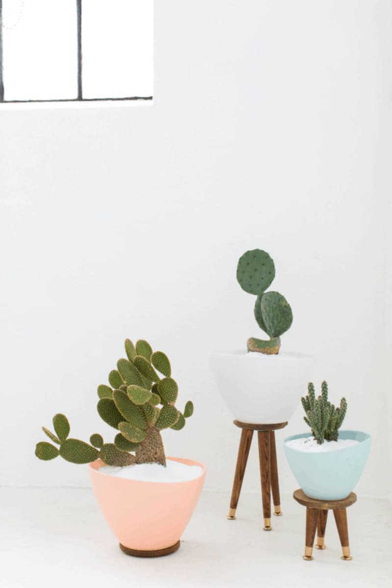 3 succulents - in white, pink, and blue pots.  Two plants are on little wooden stands