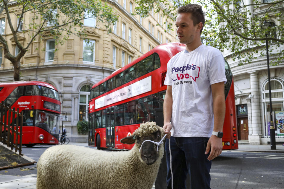 Demonstrators walk a flock of sheep through the streets as part of a protest against Brexit, in central London, Thursday, Aug. 15, 2019. Protestors are walking sheep past government buildings as part of 'Farmers for a People's Vote' to highlight the risk Brexit presents to livestock. (AP Photo/Vudi Xhymshiti)