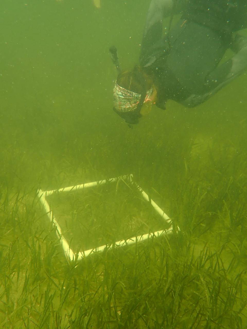 Researchers from UNCW plan to use tissue and genetic testing to find seagrasses that can better survive the warming ocean temperatures caused by climate change.