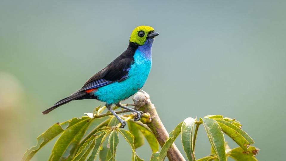 Paradise tanager