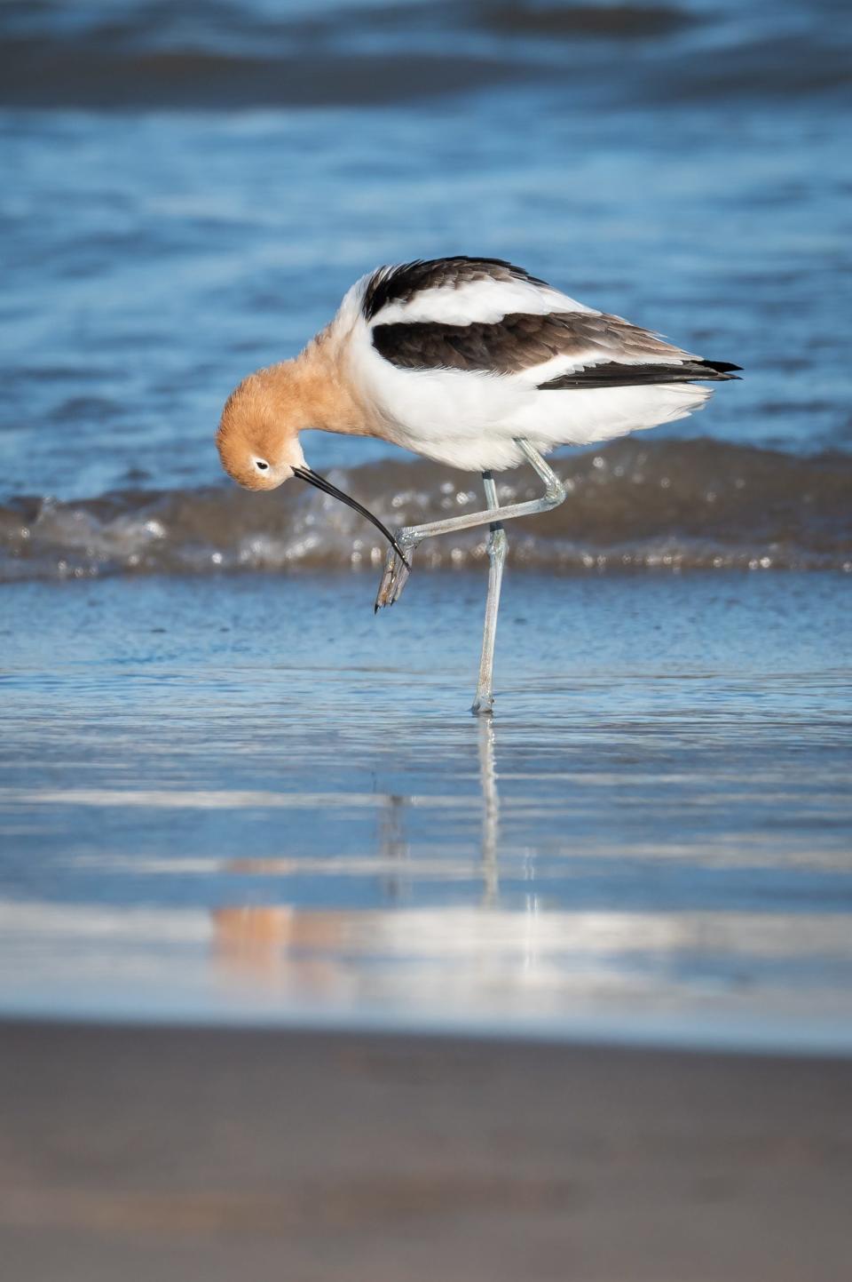 American avocets Wednesday, April 24, 2024, at Bradford Beach in Milwaukee, Wisconsin. The birds, one of the few species with an upturned bill, are not generally found in the area but often make a brief stop during migration.