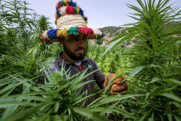 Un agricultor comprueba la cosecha de cannabis en Mansoura, en la región de Chefchaouen, en el norte de Marruecos, el 18 de julio de 2024 (FADEL SENNA)