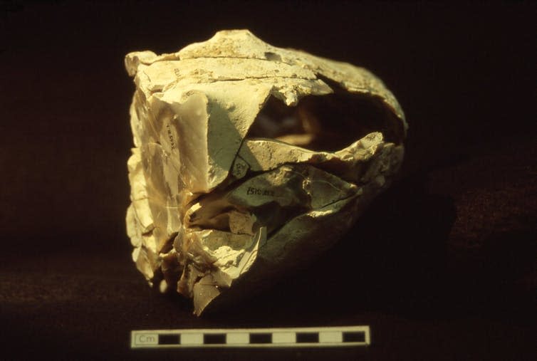 <span class="caption">Knapping scatter from Boxgrove.</span> <span class="attribution"><span class="source">UCL Institute of Archaeology</span>, <span class="license">Author provided</span></span>