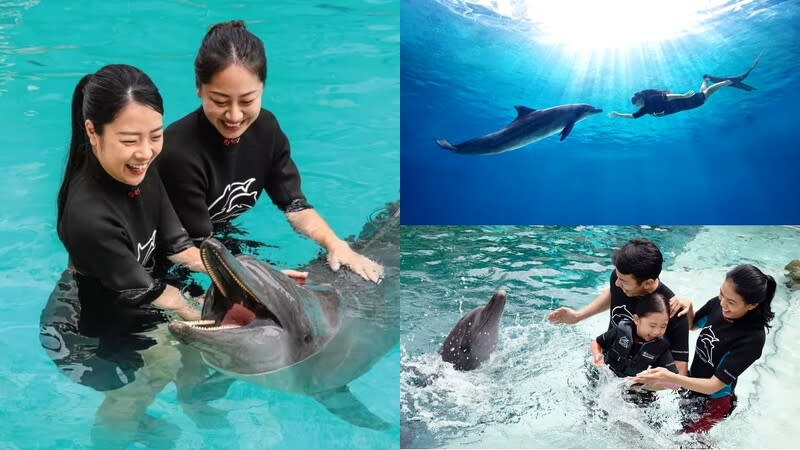 喜歡親近動物的人，大推來趟「海豚園」體驗互動樂趣