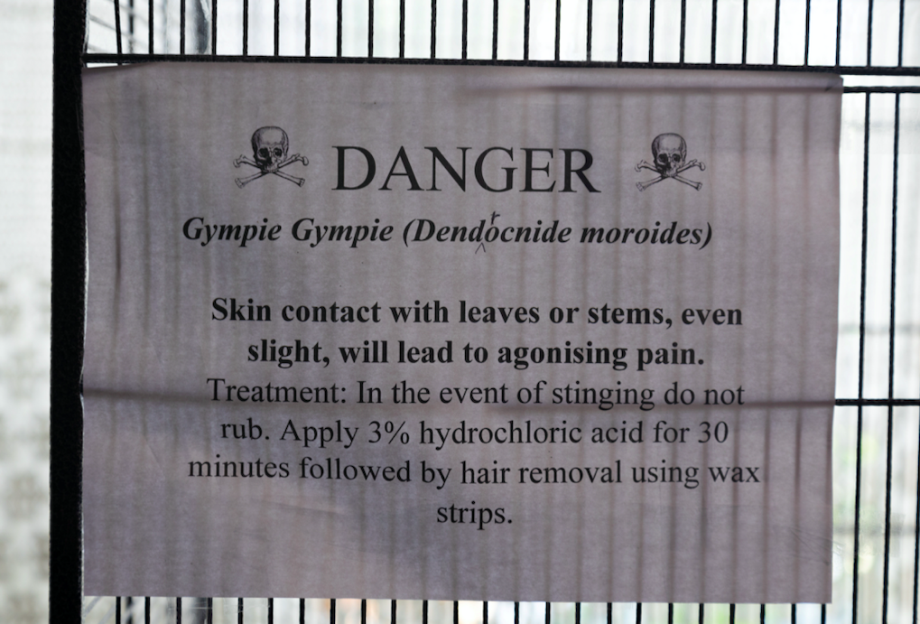 Daniel Emlyn-Jones has placed a 'danger' sign on the cage that houses the gympie-gympie plants. (SWNS)