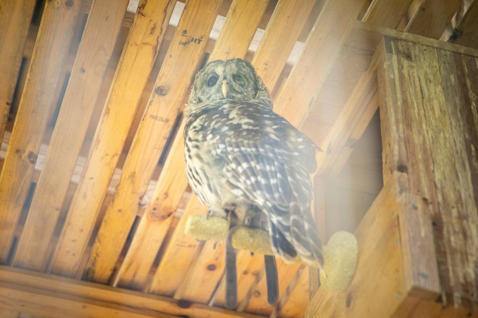 River, a barred owl, is seen in a flight cage at Two Horse Farm, where a nonprofit is running a rehabilitation facility for raptors.