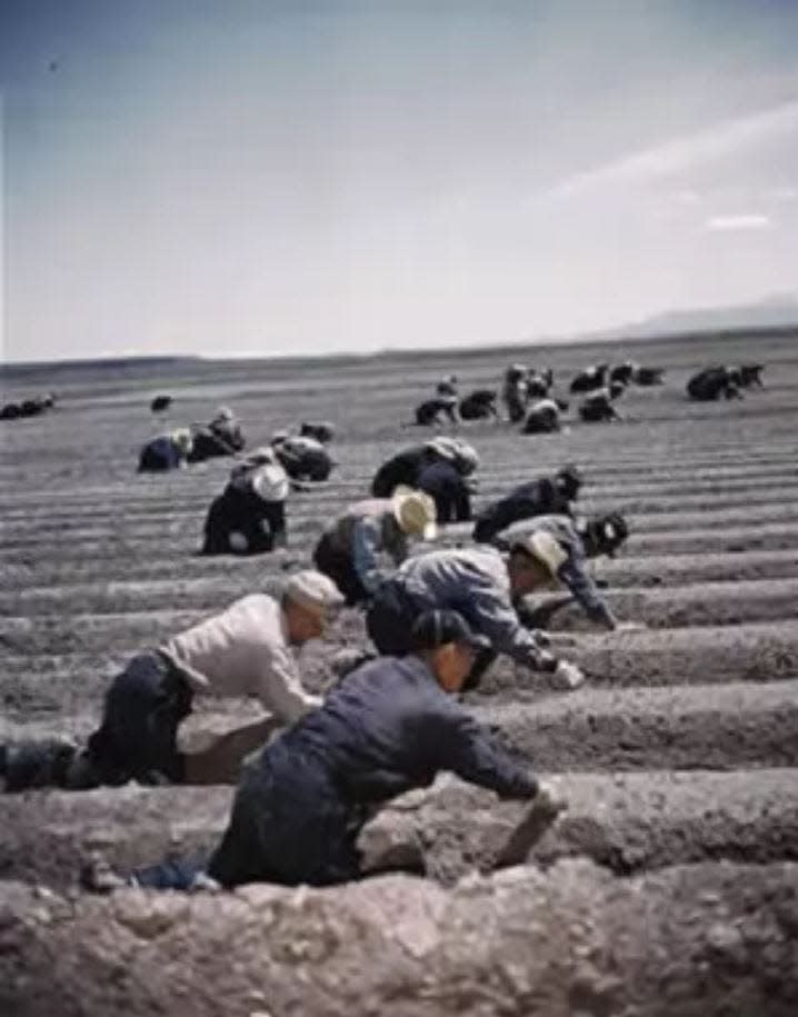 People imprisoned at Tule Lake internment camp in 1942 or 1943 plant celery in the drained lake bottom.