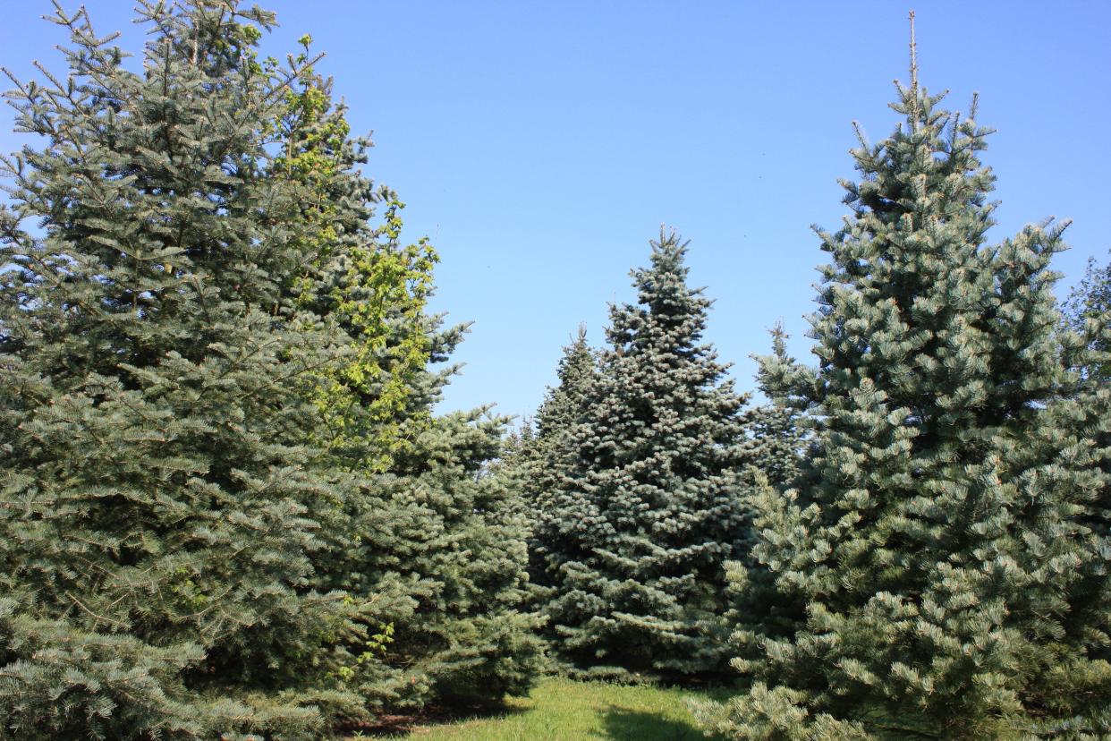 Blue spruce trees are salt-tolerant, so homeowners might consider planting them in the future.