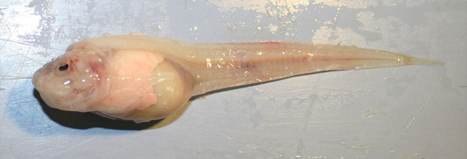 Mariana snailfish are small, translucent and scaleless, but they are the top predators in their extreme environment. <cite>Mackenzie Gerringer/University of Washington/University of Hawai'i</cite>