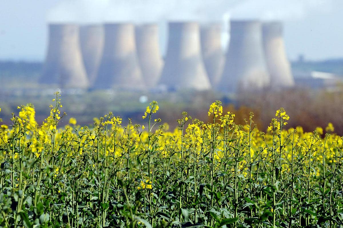 The danger of rapeseed to dogs has been answered by experts <i>(Image: PA)</i>