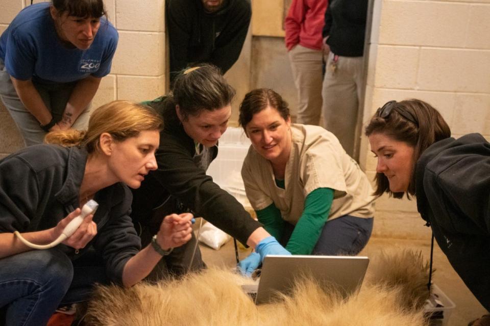 Veterinarians and staff at Columbus Zoo and Aquarium view ultrasound during an artificial insemination of a female polar bear.