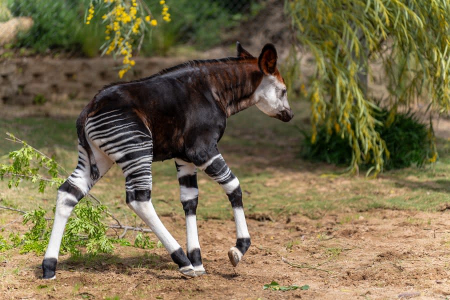 The San Diego Zoo Safari Park welcomed a male okapi calf, born to first-time parents Mahameli (mother) and Mpangi (father).