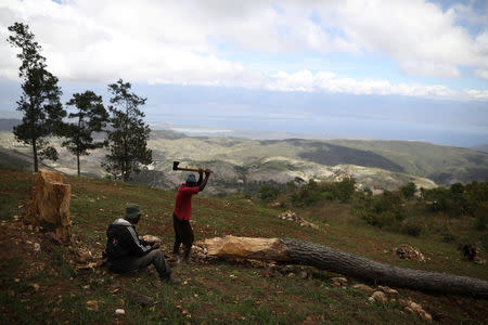 A man cuts a tree in the fields of Chapotin, with Boucan Ferdinand and the Dominican Republic in the background, on the trail that connects Boucan Ferdinand and Chapotin, Haiti, April 11, 2018. REUTERS/Andres Martinez Casares