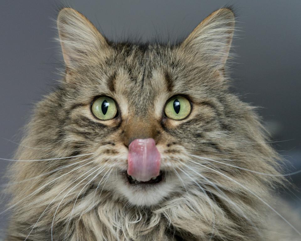 Photo of a cat licking its lips