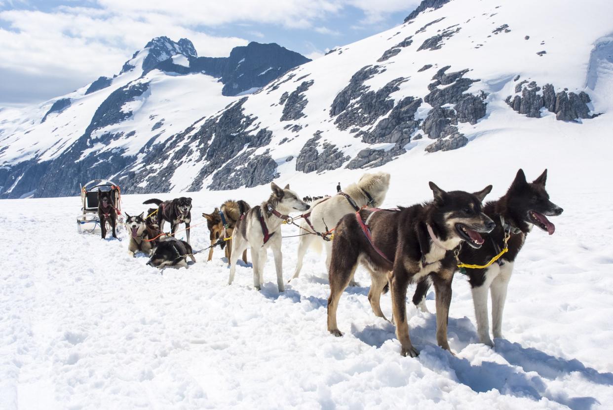 Special adventure in Alaska - Dogsled experience - Travel Destination