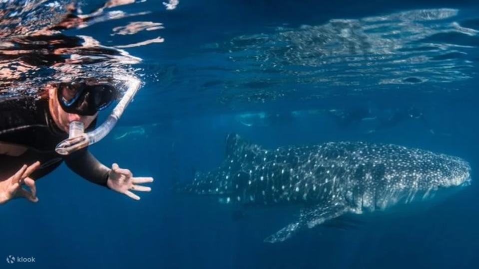 Deluxe Whale Shark Swim in Exmouth. (Photo: Klook SG)