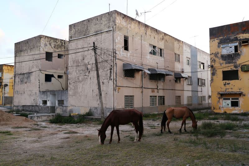 Horses graze outside of a a building with cracks linked to rock salt mining by the petrochemical company Braskem in Maceio