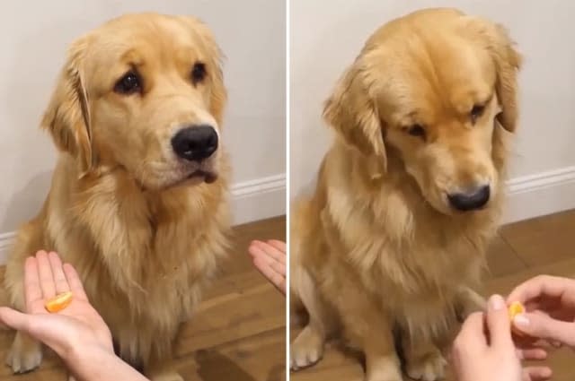 Golden Retriever adorably falls for magic trick