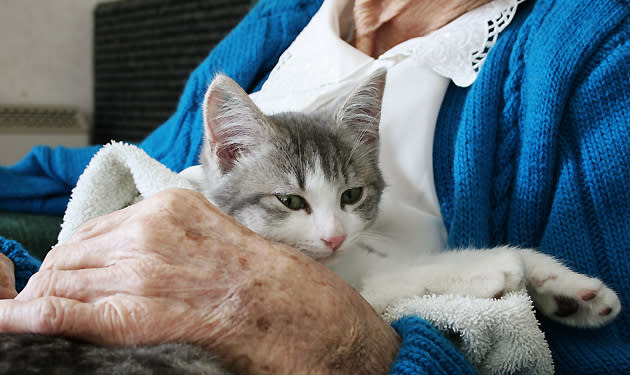 cat resting in woman's lap