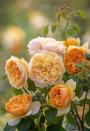 <p>An ideal shrub for a mixed border, but it also works well in a pot. Highly disease resistant, hardy, and will tolerate shade.</p><p>• <a href="https://www.davidaustinroses.com/" rel="nofollow noopener" target="_blank" data-ylk="slk:David Austin Roses;elm:context_link;itc:0;sec:content-canvas" class="link ">David Austin Roses</a></p>