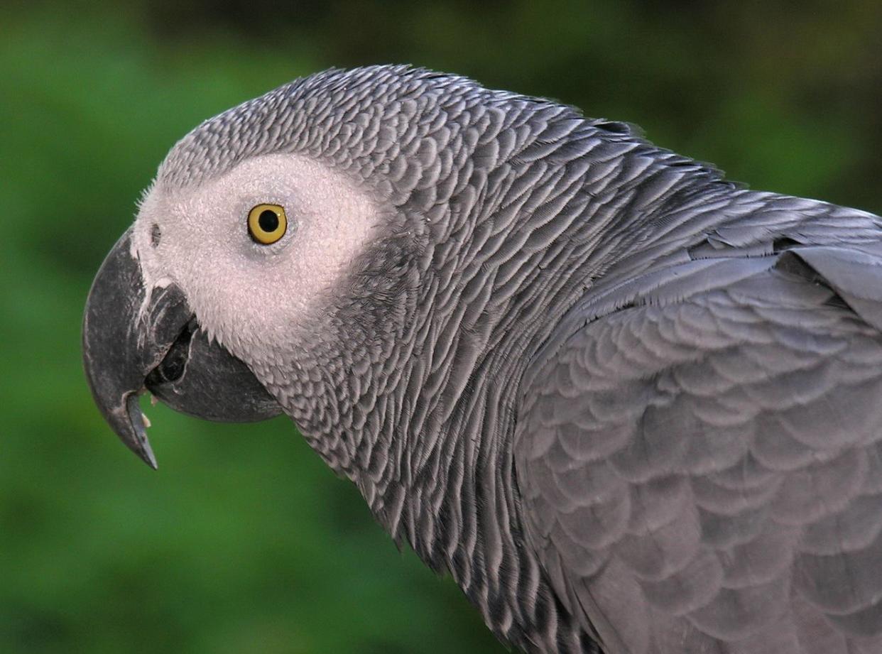 African Grey Parrots are highly intelligent and can perform some tasks with the cognitive level of a 4 - 6 year old human: Miguel Bugallo Sánchez/Creative Commons
