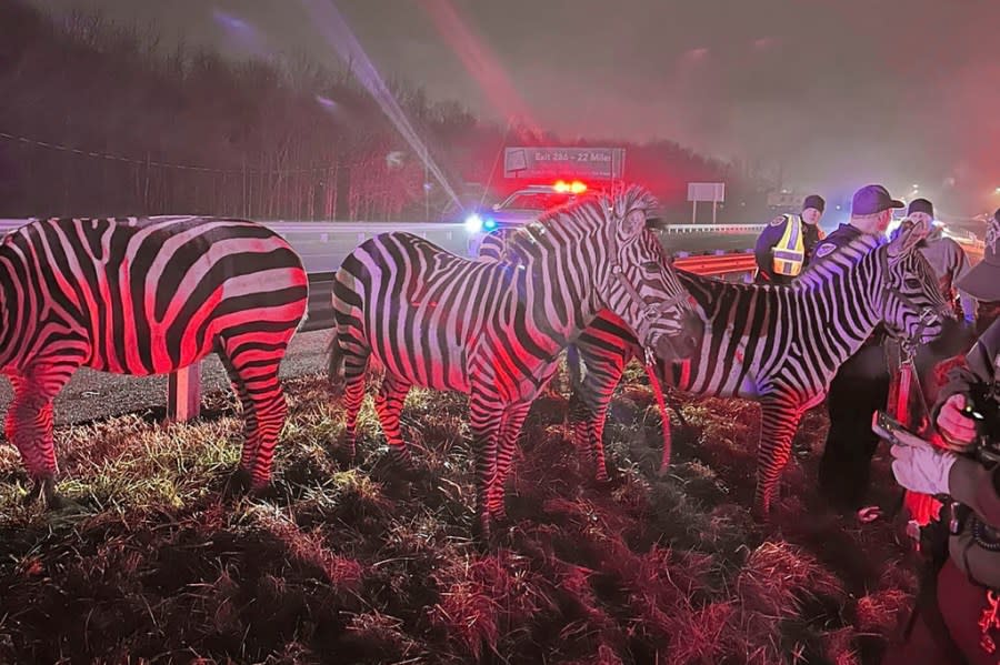 In this photo provided by Grant County Sheriff’s Office, animals are rescued by emergency responders after a truck fire near Marion, Ind., early Saturday, Jan. 27, 202. A truck hauling zebras and camels for a series of weekend circus performances caught fire early Saturday on the northeastern Indiana highway, prompting a police rescue of the animals. Sgt. Steven Glass with Indiana State Police says the tractor-trailer caught fire about 2 a.m. along Interstate 69 in Grant County about 60 miles northeast of Indianapolis. (Grant County Sheriff’s Office via AP)