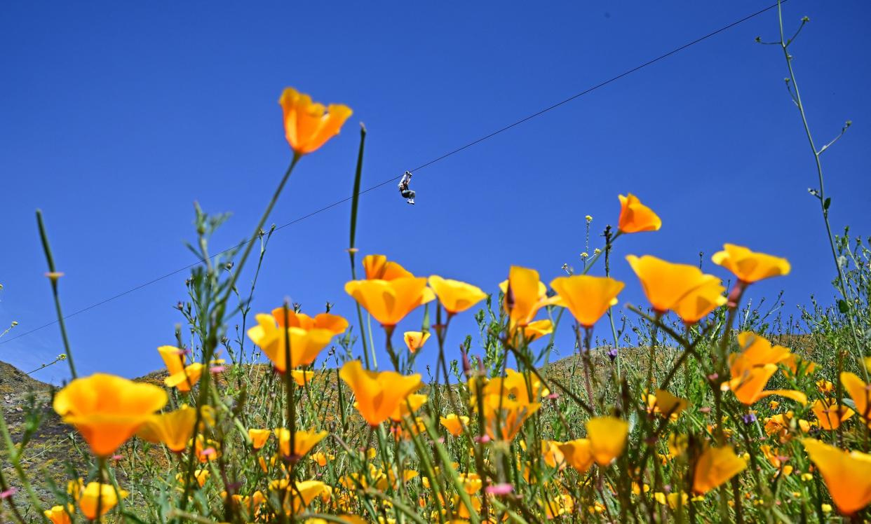 April 11, 2023:  A woman holds on while ziplining over blooming wildflowers at Skull Canyon Ziplines in Corona, California. - People are flocking to California state parks for a glimpse of a spectacular super bloom following a historically wet winter.