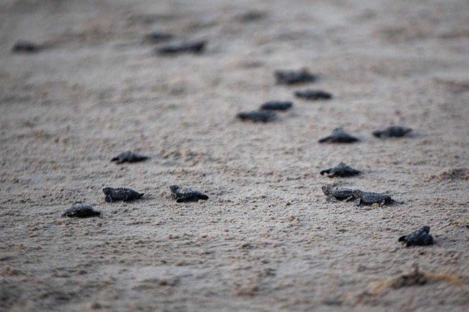 Kemp's ridley sea turtle hatchlings make their way toward the ocean at Padre Island National Seashore at dawn on Saturday, June 18, 2022. The national seashore's Division of Sea Turtle Science and Recovery helps to bolster the wild population of the Kemp's ridley sea turtle, the world's most endangered sea turtle species.