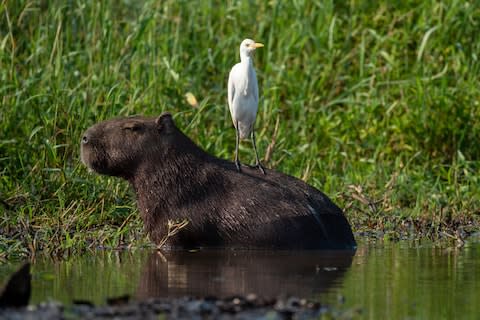 A snowy egret on a capybara - Credit: SARAH MARSHALL