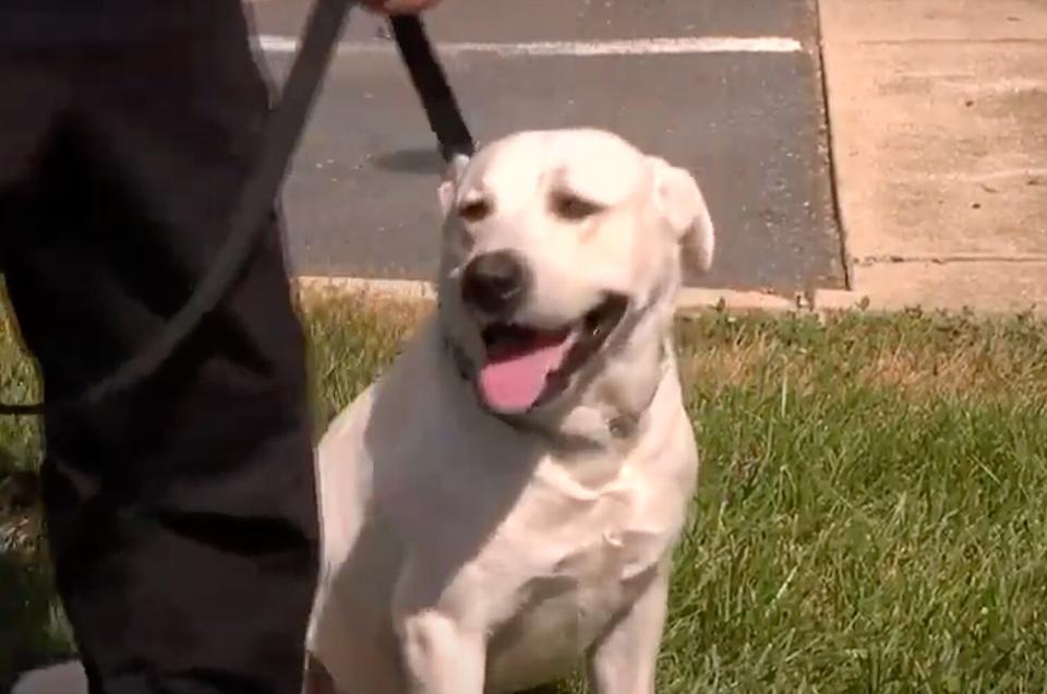 Rescue Dog Tracks Down Missing Child