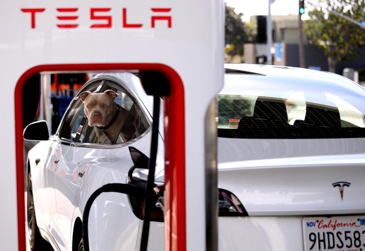 SANTA MONICA, CA - APRIL 17, 2024 - A dog and his owner wait for a recharge to be complete at a Tesla Supercharger station at the corner of 14th St. and Santa Monica Blvd. in Santa Monica on April 17, 2024. Tesla Inc. is laying off more than 10% of its workforce, Chief Executive Elon Musk wrote in an email to staff. Musk cited job overlap and the need to reduce costs, according to the email sent last Sunday. Bloomberg News estimated that the layoffs would affect more than 14,000 employees. (Genaro Molina/Los Angeles Times via Getty Images)