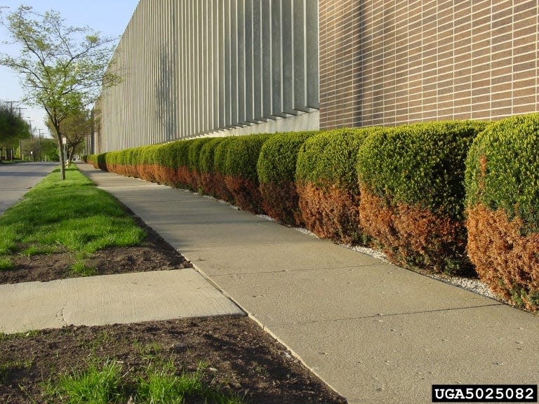 Extensive damage to yews planted along a sidewalk.