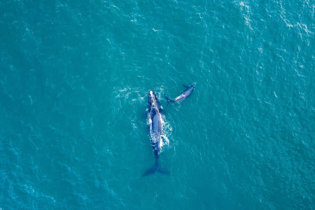 Southern right whales swim off the coast of Infanta, near the Breede River estuary, in South Africa on Oct. 21, 2022.