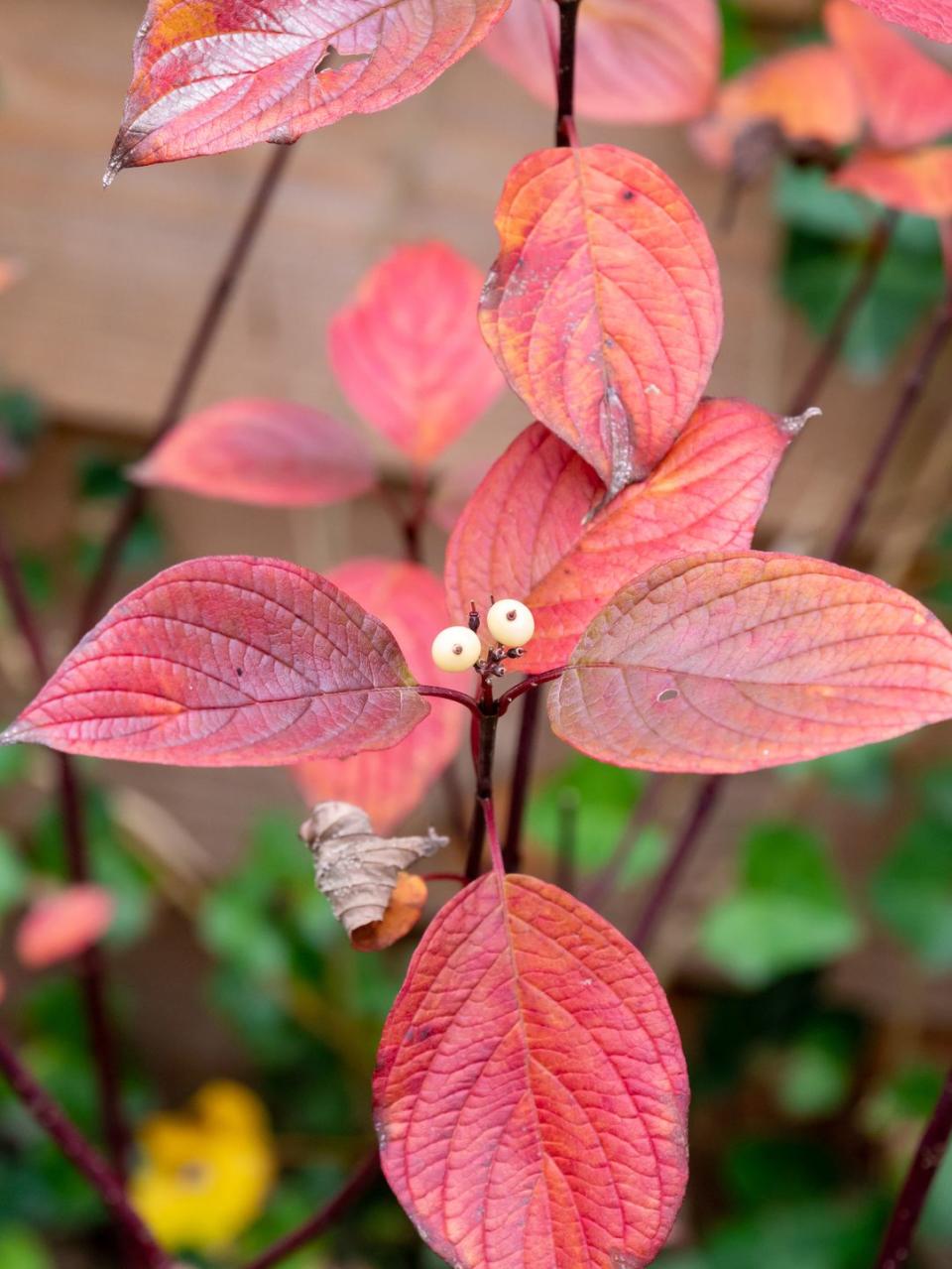 1) Dogwood Tree