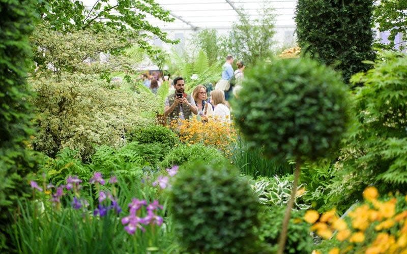 Chelsea Flower Show - RHS/Georgie Mabee