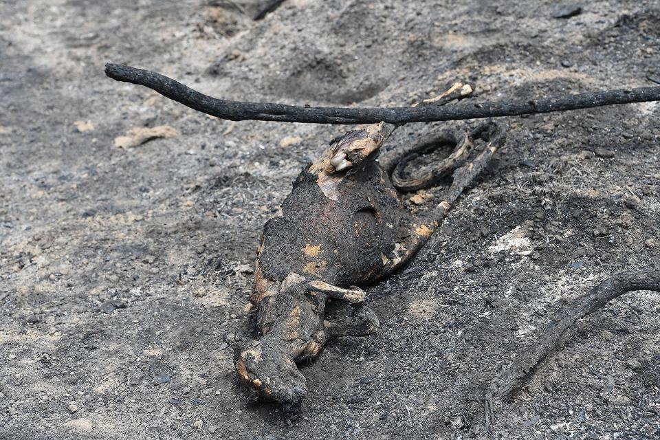 A burnt carcass of a Kangaroo is seen on Dec. 31, 2019, in Sarsfield, East Gippsland, Victoria, Australia. 