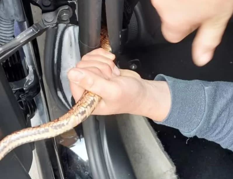 Rescuers managed to grab the snake's tail as it slipped into the car to hide. (Linjoy Wildlife Sanctuary)