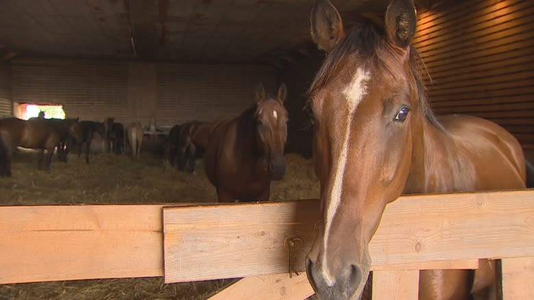 Horses live out golden years with 'no stress' at Buddhist sanctuary