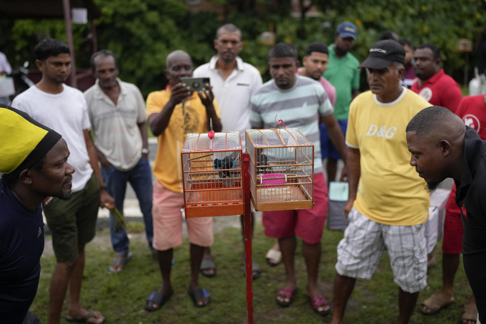 Judges count chirps during a songbird competition in Meten Meet Zorg, Guyana, Sunday, April 23, 2023. Guyana's speed-singing contests are a centuries-old tradition where male finches are placed in cages next to each other as judges count the number of chirps they emit in the span of five minutes. (AP Photo/Matias Delacroix)